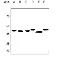 Apolipoprotein L2 Rabbit Polyclonal Antibody