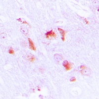 Apolipoprotein L2 Rabbit Polyclonal Antibody