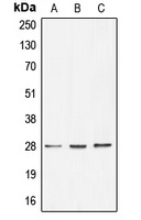 BRMS1 Antibody