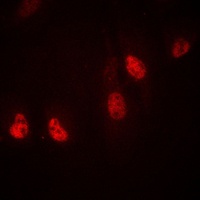 RPL36 Antibody