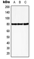 HBP1 (Phospho-S402) Rabbit Polyclonal Antibody
