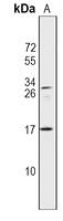IL-37 Antibody