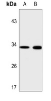 MRPL15 Antibody