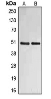 Fibulin 4 Antibody