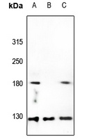 Collagen 5 alpha 3 Antibody