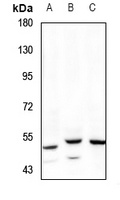RHCG Rabbit Polyclonal Antibody