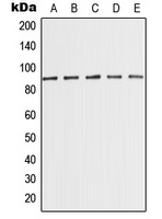 MED15 Rabbit Polyclonal Antibody