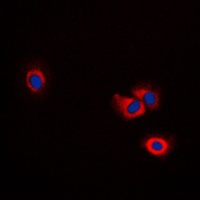 ERAP1 Antibody