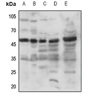 GPR173 Rabbit Polyclonal Antibody
