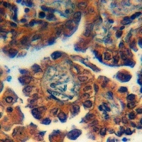 GPR173 Rabbit Polyclonal Antibody