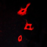 GPR173 Rabbit Polyclonal Antibody