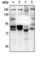 RAD18 Rabbit Polyclonal Antibody