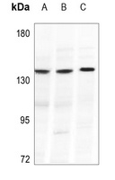 Collagen 20 alpha 1 Antibody