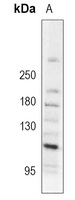 MDA5 Rabbit Polyclonal Antibody