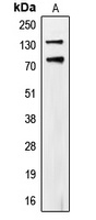 CD318 (Phospho-Y707) Rabbit Polyclonal Antibody