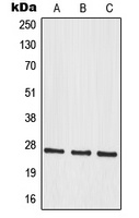 MRPS34 Rabbit Polyclonal Antibody