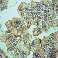 MRPS34 Rabbit Polyclonal Antibody