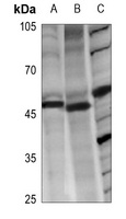 LASS4 Rabbit Polyclonal Antibody