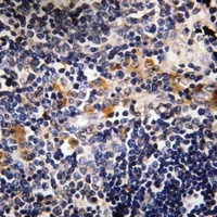 Microcephalin Antibody