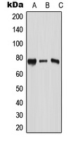 RPAP3 Rabbit Polyclonal Antibody