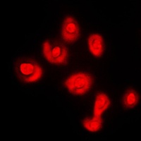 DUSP16 Rabbit Polyclonal Antibody