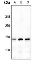 USP42 Rabbit Polyclonal Antibody