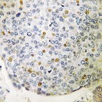 CIP29 Antibody