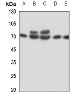 IL-17RC Antibody