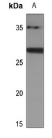 BATF2 Rabbit Polyclonal Antibody