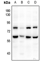 CD172a Antibody