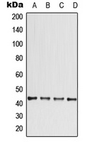 CCBE1 Antibody
