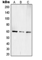 TCEB3C Rabbit Polyclonal Antibody