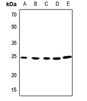 APOBEC3A Rabbit Polyclonal Antibody