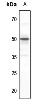 SERINC2 Rabbit Polyclonal Antibody