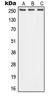 ABCA1 Rabbit Polyclonal Antibody