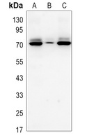 Angiopoietin-2 Rabbit Polyclonal Antibody