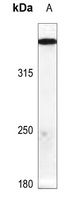 ATM (Phospho-S1987) Rabbit Polyclonal Antibody