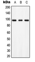 AXL (Phospho-Y703) Rabbit Polyclonal Antibody