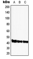 CDK9 Rabbit Polyclonal Antibody