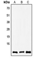 COX8A Rabbit Polyclonal Antibody