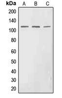 EPHA3 (Phospho-Y602) Rabbit Polyclonal Antibody