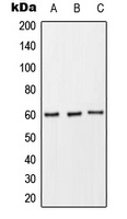 CD89 Antibody