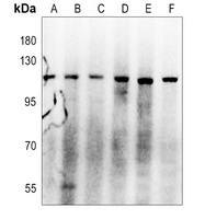 CD42b Rabbit Polyclonal Antibody