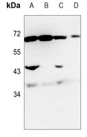 NRG1 Rabbit Polyclonal Antibody
