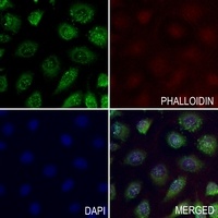 NRG1 Rabbit Polyclonal Antibody
