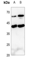 IL-9 Antibody