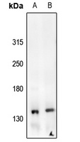 c-Met (Phospho-Y1235) Rabbit Polyclonal Antibody