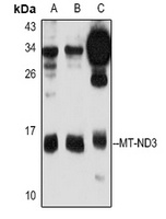 MT-ND3 Rabbit Polyclonal Antibody