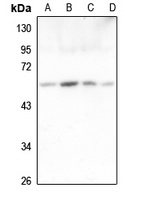 ORC2 Rabbit Polyclonal Antibody