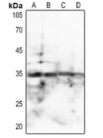 SPARC Rabbit Polyclonal Antibody